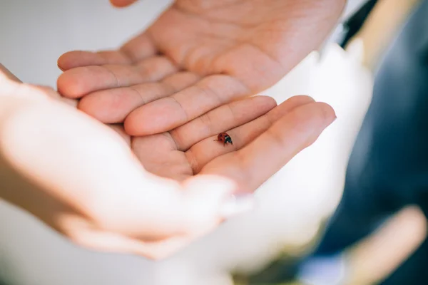 Kumbang kecil di tangan pengantin wanita. — Stok Foto