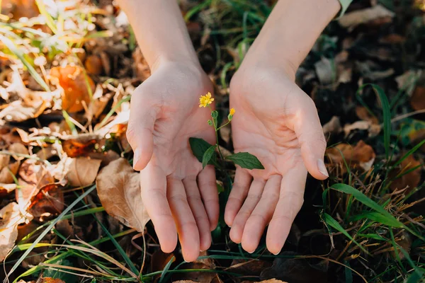 Mãos segurando pequena flor — Fotografia de Stock