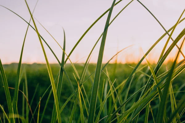 Проростки дикої трави — стокове фото
