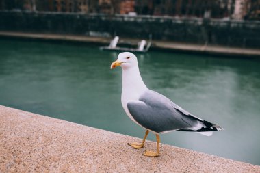 Martı Roma iskele üzerinde