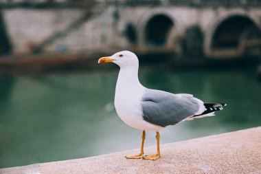 Martı Roma iskele üzerinde