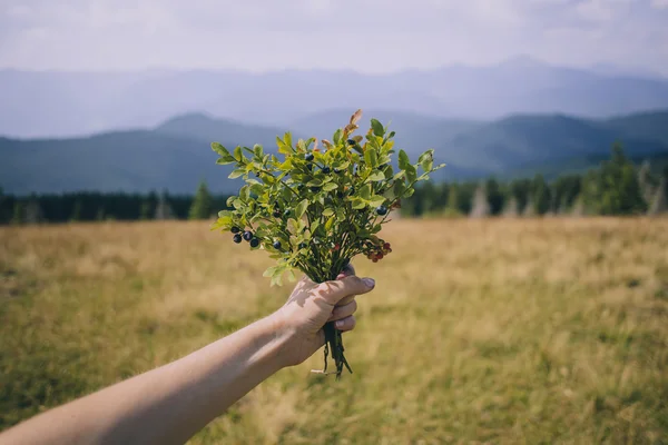 Hand met boeket van Wild Blueberry — Stockfoto