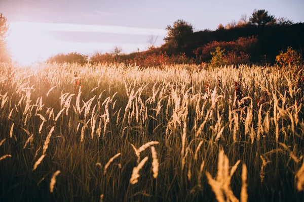 Ladang musim gugur saat matahari terbenam — Stok Foto