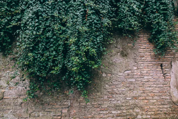 Oude bakstenen muur bedekt met klimop — Stockfoto