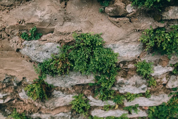 Vecchio muro di pietra — Foto Stock