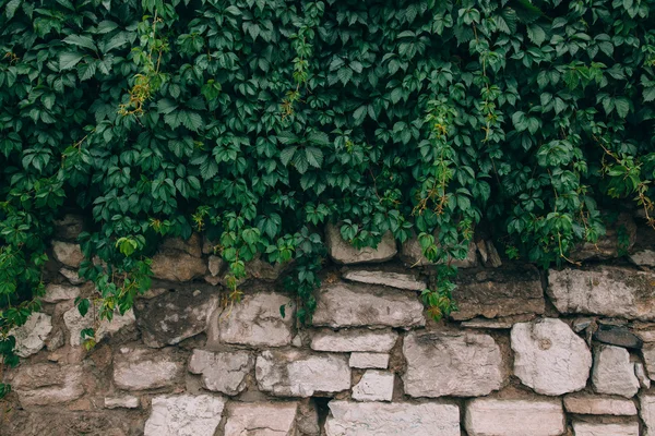 Virginia klimplant bedekking muur — Stockfoto