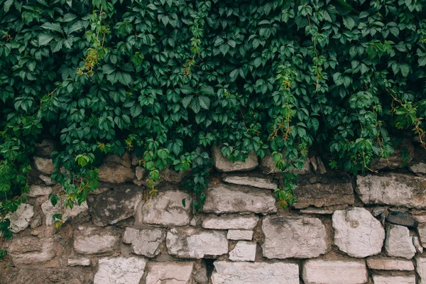 Virginia creeper parete di copertura — Foto Stock