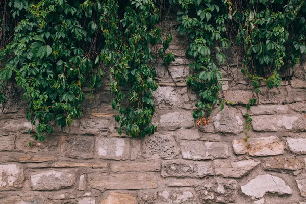 Virginia klimplant bedekking muur — Stockfoto