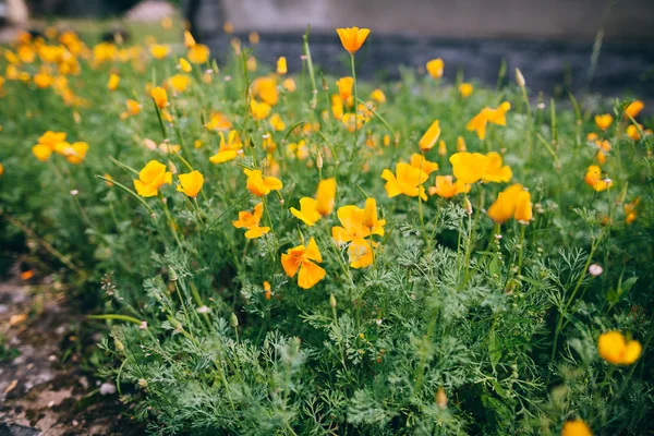 Eschscholzia πορτοκαλί λουλούδια — Φωτογραφία Αρχείου