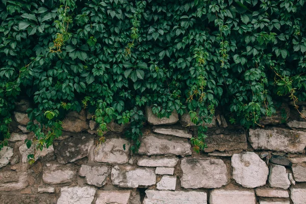 Virginia creeper parete di copertura — Foto Stock