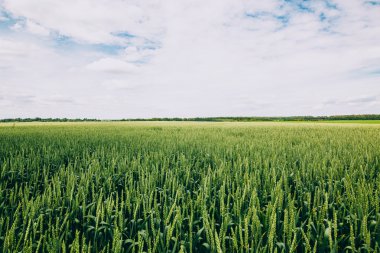 Yeşil buğday tarlası