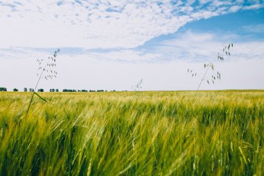 Yeşil buğday tarlası