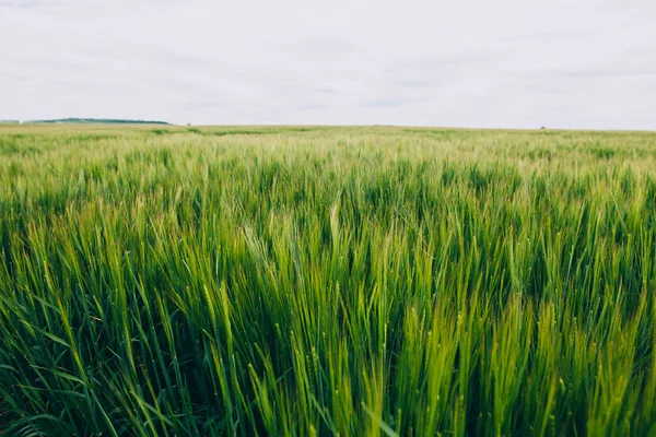 Green wheat field — Stock Photo, Image