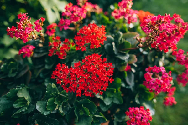 Цветущий цветочный завод Каланхо — стоковое фото