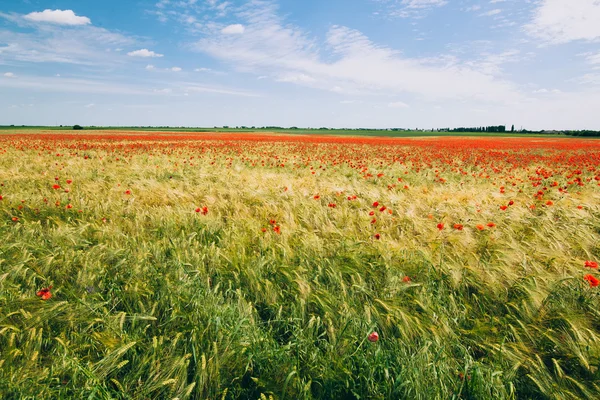 Campo de trigo verde — Fotografia de Stock