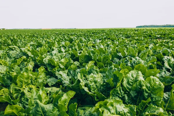 Sugar beet field — Stock Photo, Image