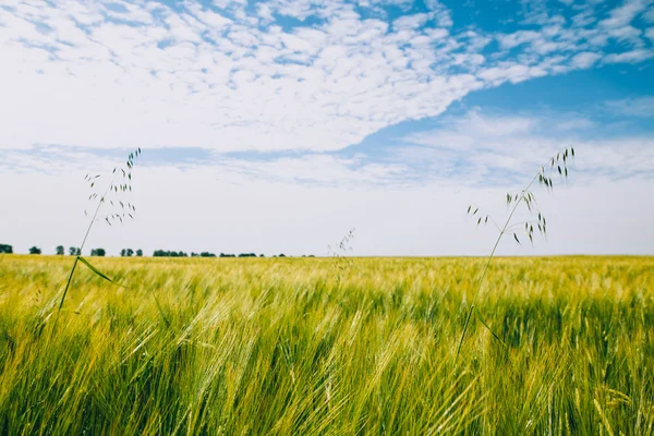 Campo de trigo verde — Fotografia de Stock