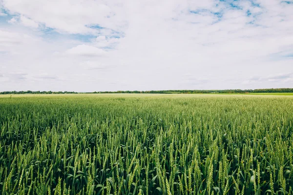 Campo di grano verde — Foto Stock