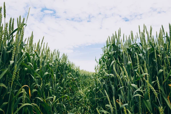 Campo de trigo verde — Foto de Stock