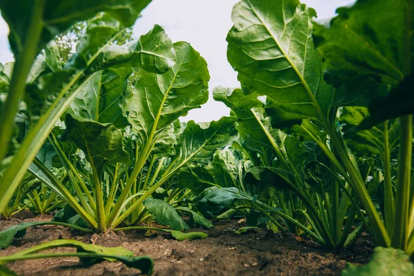 Şeker pancarı alan