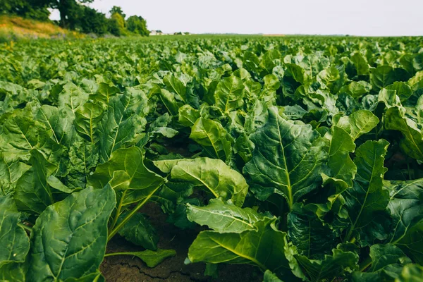 Sugar beet field — Stock Photo, Image