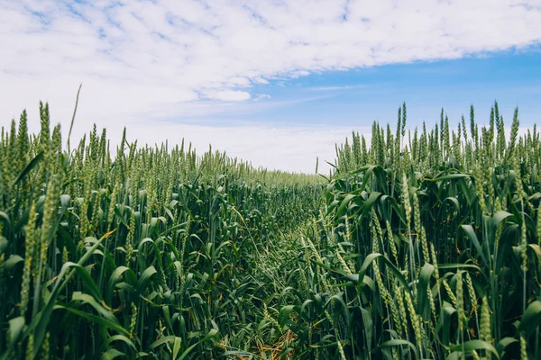 Campo de trigo verde — Foto de Stock