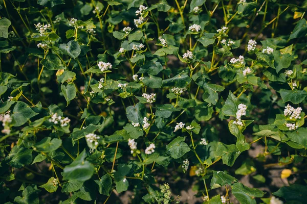 Gröna bovete fält — Stockfoto