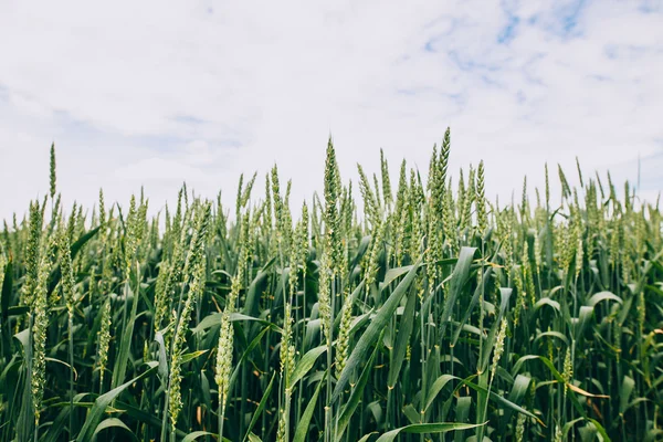 Groene tarweveld — Stockfoto