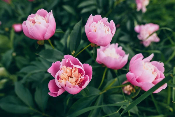 Rosafarbene Pfingstrosenblüten — Stockfoto