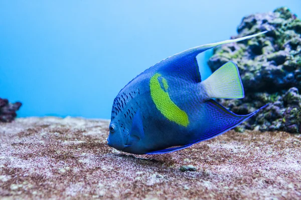 Modré tropické ryby — Stock fotografie