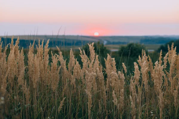 Осіннє поле на заході сонця — стокове фото