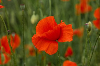 Bir tarlada kırmızı bir gelincik yetişiyor. Bu çiçek genellikle eski askerlere saygı ve hatıranın bir sembolü olarak görülür. Arka plan sakin yeşil tonlarla bulanık..