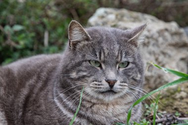Yeşil gözlü gri bir kedinin portresi çimen ve taş zemine karşı. Doğal ortamda dinlenen sakin bir evcil hayvan.