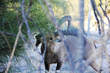 İsrail Çölü'nde bir nubian dağ keçisi.