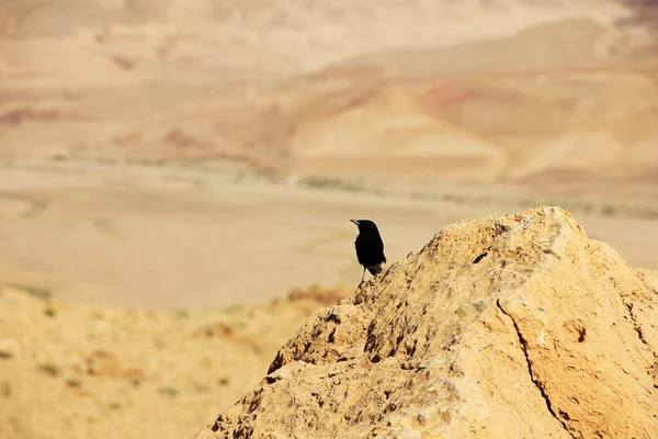 Deserto de Negev e cratera Ramon . — Fotografia de Stock