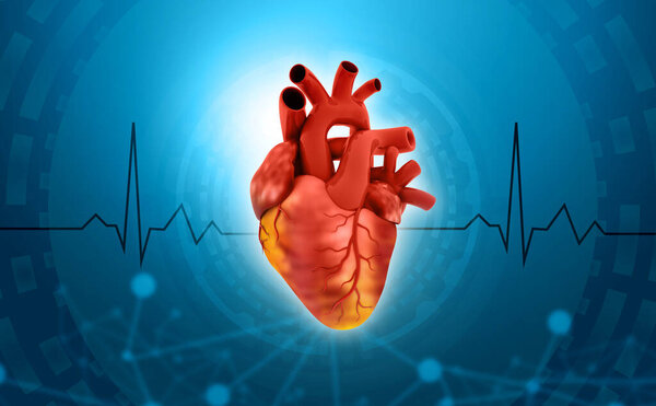 Анатомия сердца человека на современном медицинском фоне. 3d иллюстрация