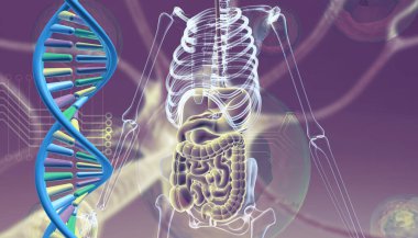 Bilimsel arka planda insan anatomisi olan DNA. 3d illüstrasyon