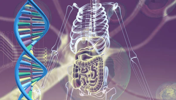 Bilimsel arka planda insan anatomisi olan DNA. 3d illüstrasyon