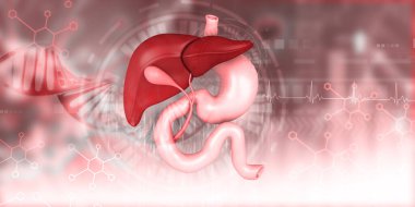Bilimsel arka planda insan sindirim sistemi anatomisi. 3d illüstrasyon