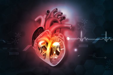 ECG geçmişi olan insan kalbi kesiti. 3d illüstrasyon