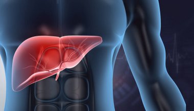 Tıbbi geçmişinde insan karaciğeri anatomisi var. 3d illüstrasyon