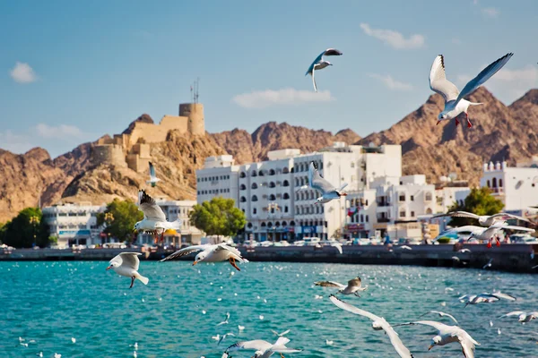 Martılar dans havada