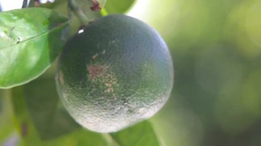 Ağaçtan sarkan limon meyvesi