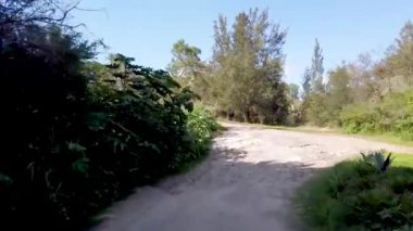 Kırsal bölgedeki toprak yol bitki örtüsüyle çevrili.