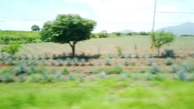 vista de la carretera y campos de agave en jalisco