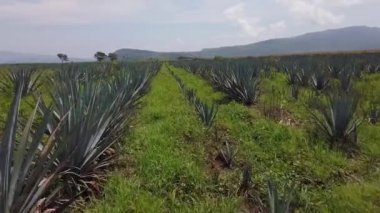 Jalisco 'daki tekila mavi agave alanı