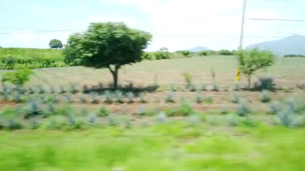 Vista Carretera Campos Agave Jalisco — Vídeo de Stock