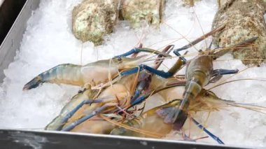 Karides buzlu istiridyeler taze mavi karidesler taze karides taze karides ve balık ve sebze ile midyeler soğuk ve müşteriler için hazır bir Mısır deniz ürünleri pazarında buzda sergileniyor. Yüksek kalite 4k