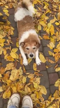 Kaprisli ya da şakacı bir köpek bir kez havlar ve düşmüş yaprakların üzerinde yuvarlanır. Komik av köpeği baş aşağı yatar ve yerde yuvarlanır, sonra ayağa kalkıp koşar. Sonbahar mevsimi, açık sarı yapraklar. Yüksek kalite