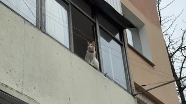 Huzurlu bir kedisi olan üç kedi ve şehir penceresinin kenarında iki kızıl kedi. Sokak kedisi ağır çekimde dışarıda. Terk edilmiş, kimsesiz hayvanlar. Yüksek kalite 4k görüntü